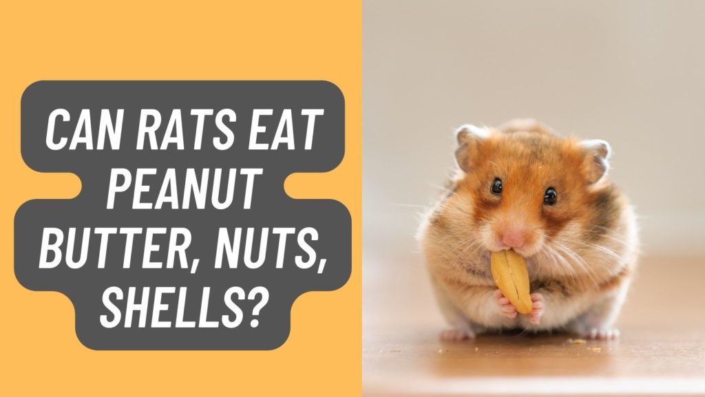 Can Rats Eat Peanut Butter, Nuts, Shells?