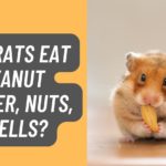 Can Rats Eat Peanut Butter, Nuts, Shells?