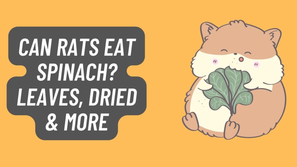 Can Rats Eat Spinach? [Leaves, Dried & MORE]