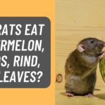 Can Rats Eat Watermelon, Seeds, Rind, Leaves?