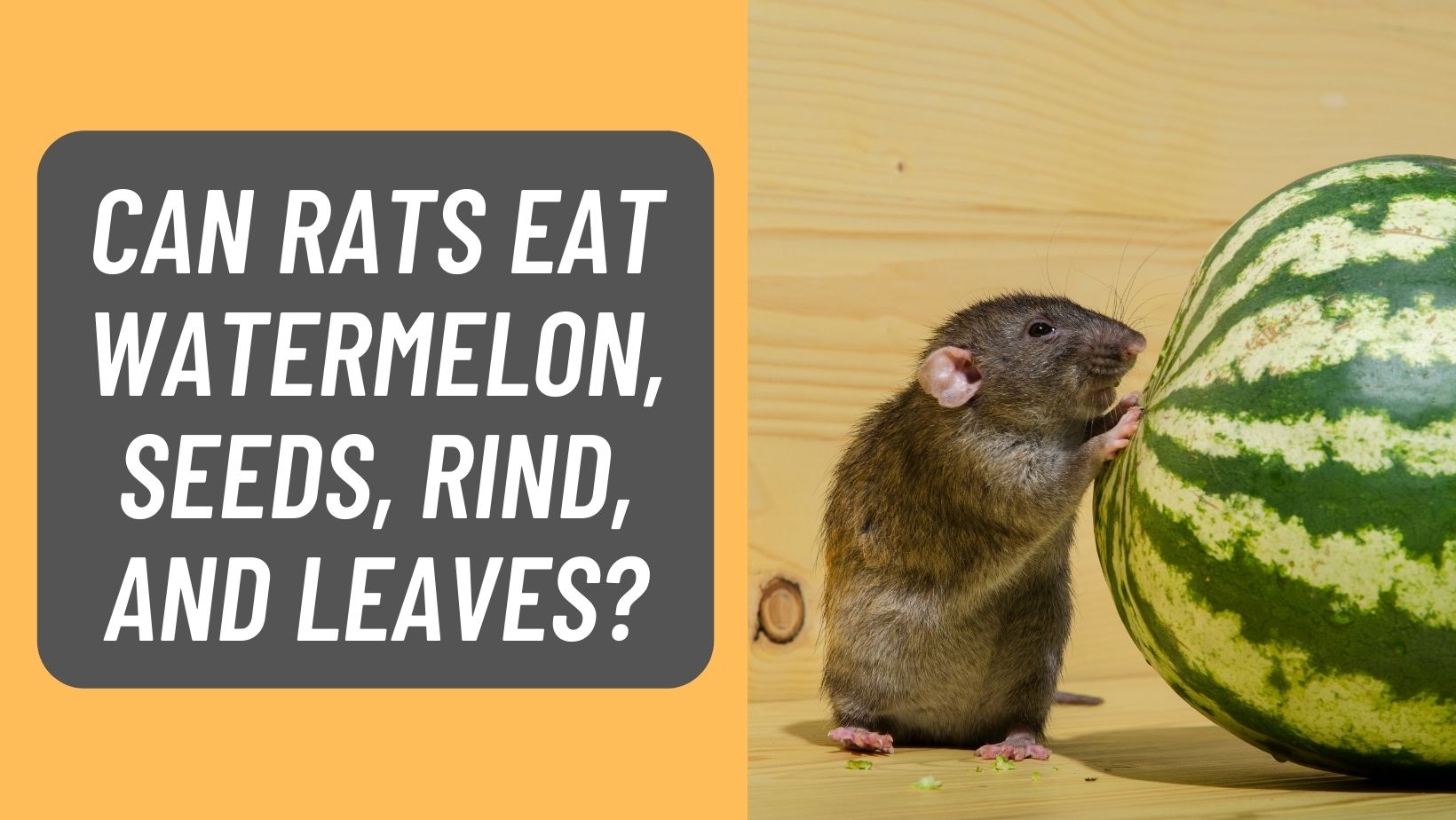 Can Rats Eat Watermelon, Seeds, Rind, Leaves? -LEARN MORE