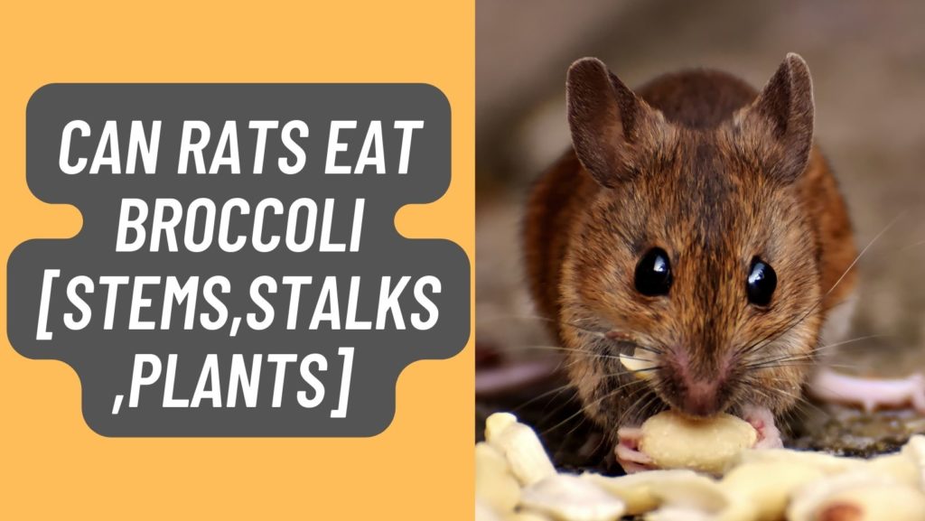 Can Rats eat Broccoli
