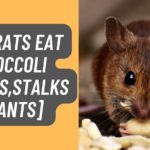 Can Rats eat Broccoli