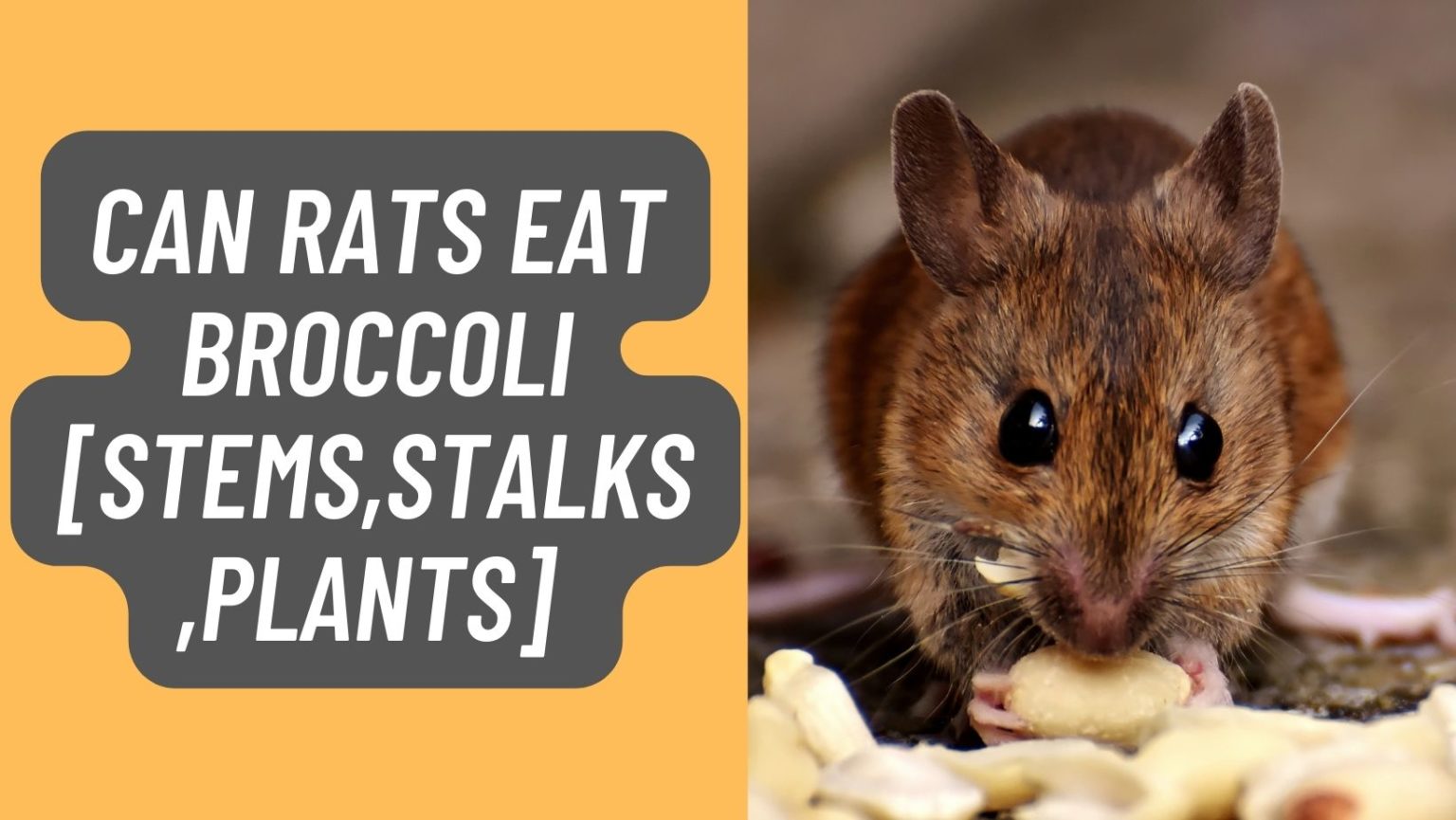 Can Rats eat Broccoli [Stems,Stalks,Plants] Frozen/Raw? - Basic Rodents