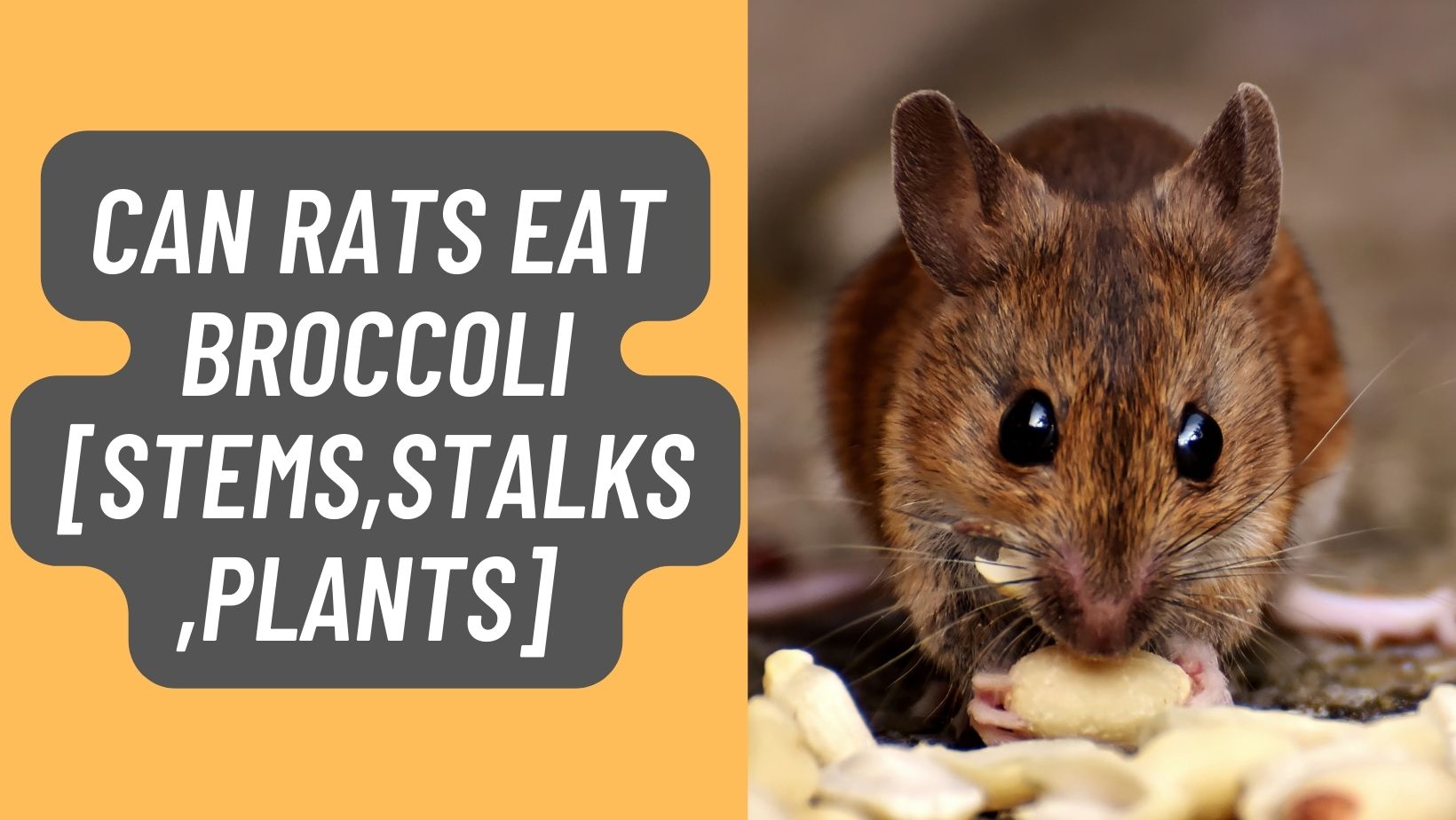 Can Rats eat Broccoli [Stems,Stalks,Plants] Frozen/Raw?