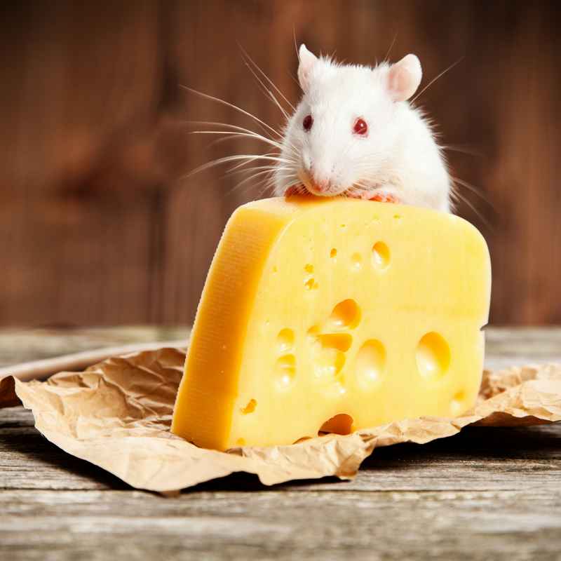 Can Rats eat Cheese