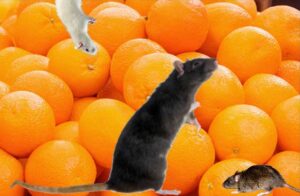 Can Rats eat Oranges on Trees