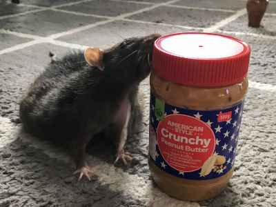 Can Rats eat Peanut Butter