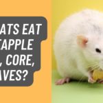 Can Rats eat Pineapple Skin, Core, Leaves?