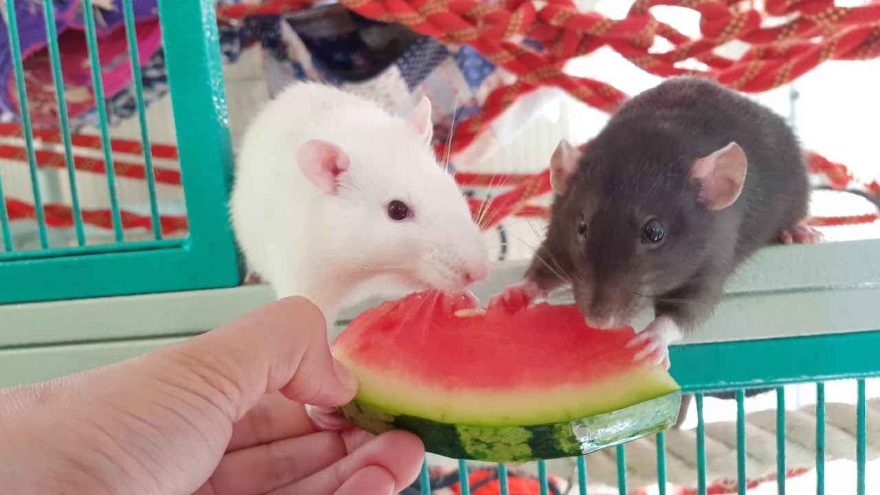 Can Rats eat Watermelon