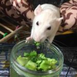 Food Safe for Rats to eat