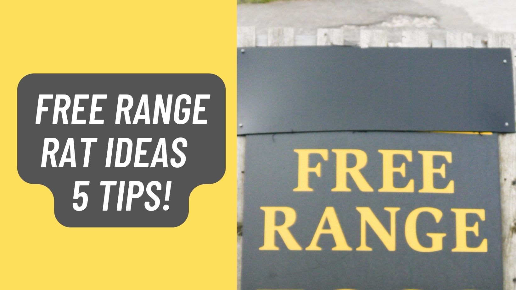 Free Range Rat Ideas – 5 Tips!