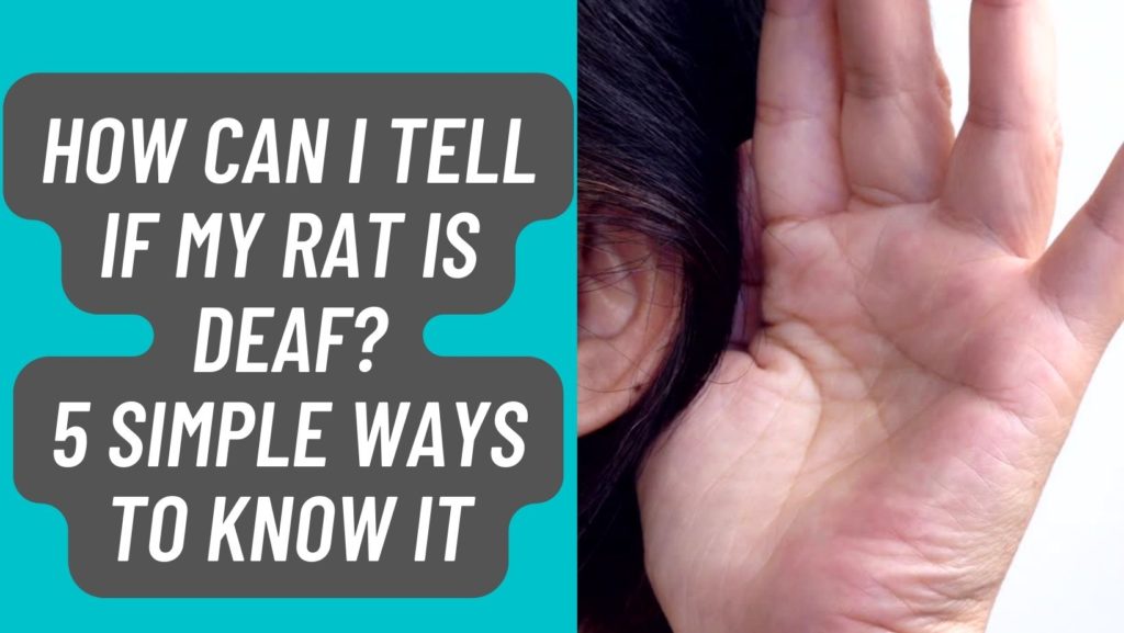 How Can I Tell if My Rat is Deaf?