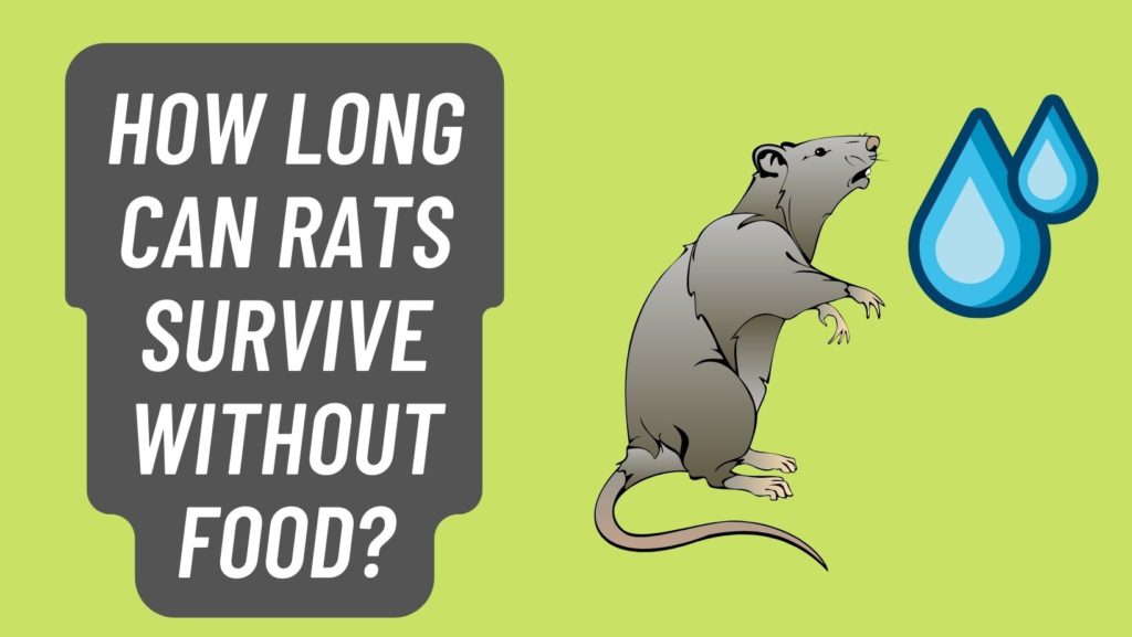 How Long Can Rats survive without Food?