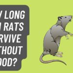 How Long Can Rats survive without Food?