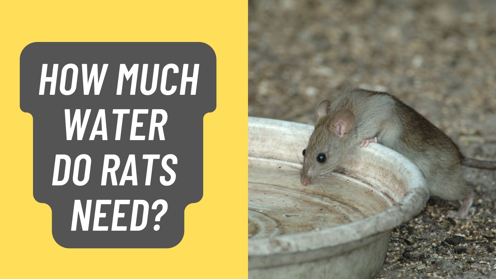 How Much Water do Rats Need?