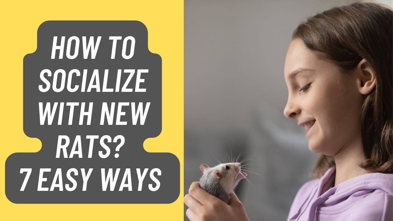 Socializing New Rats? How To 7 Easy Ways
