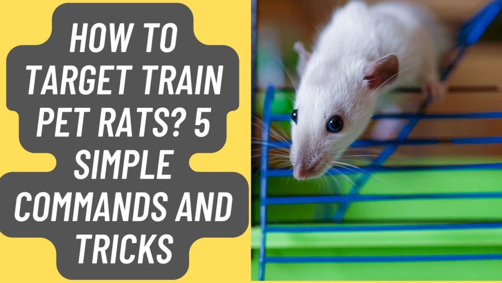 How To Target Train Pet Rats? 5 Simple Commands and Tricks