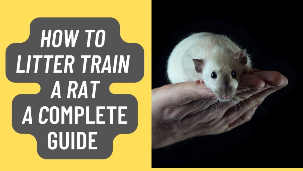 How To litter train a rat