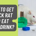 How to Get a Sick Rat to Eat and Drink