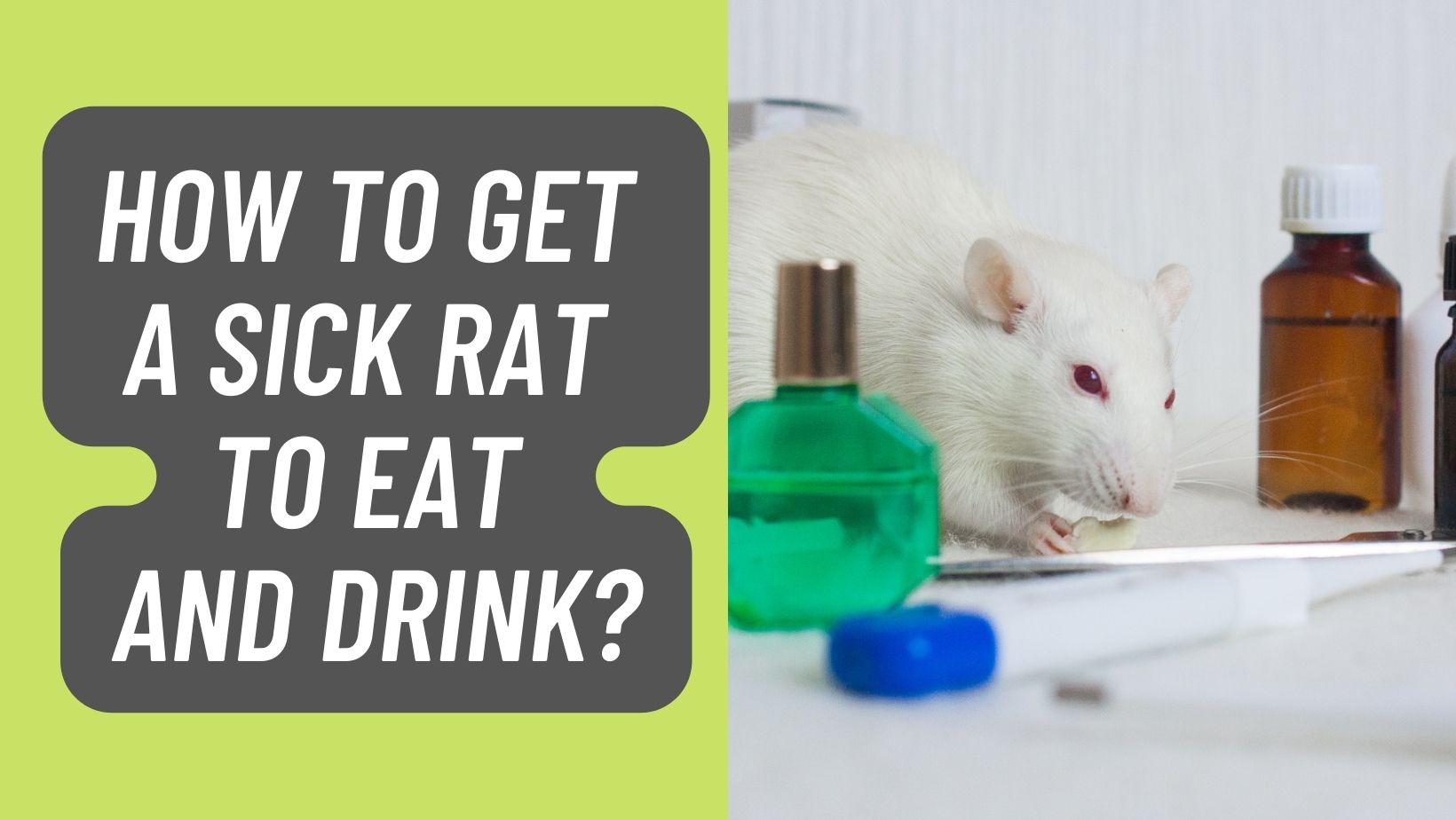 How to Get a Sick Rat to Eat and Drink
