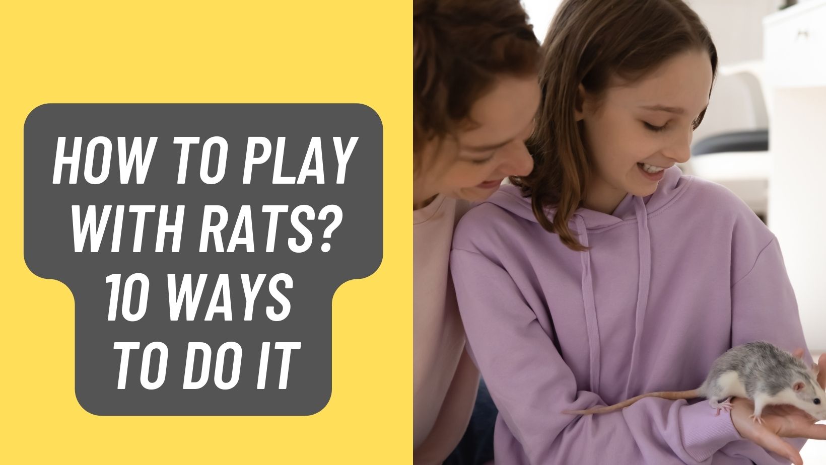 How to Play with Rats? 4 Easy Ways
