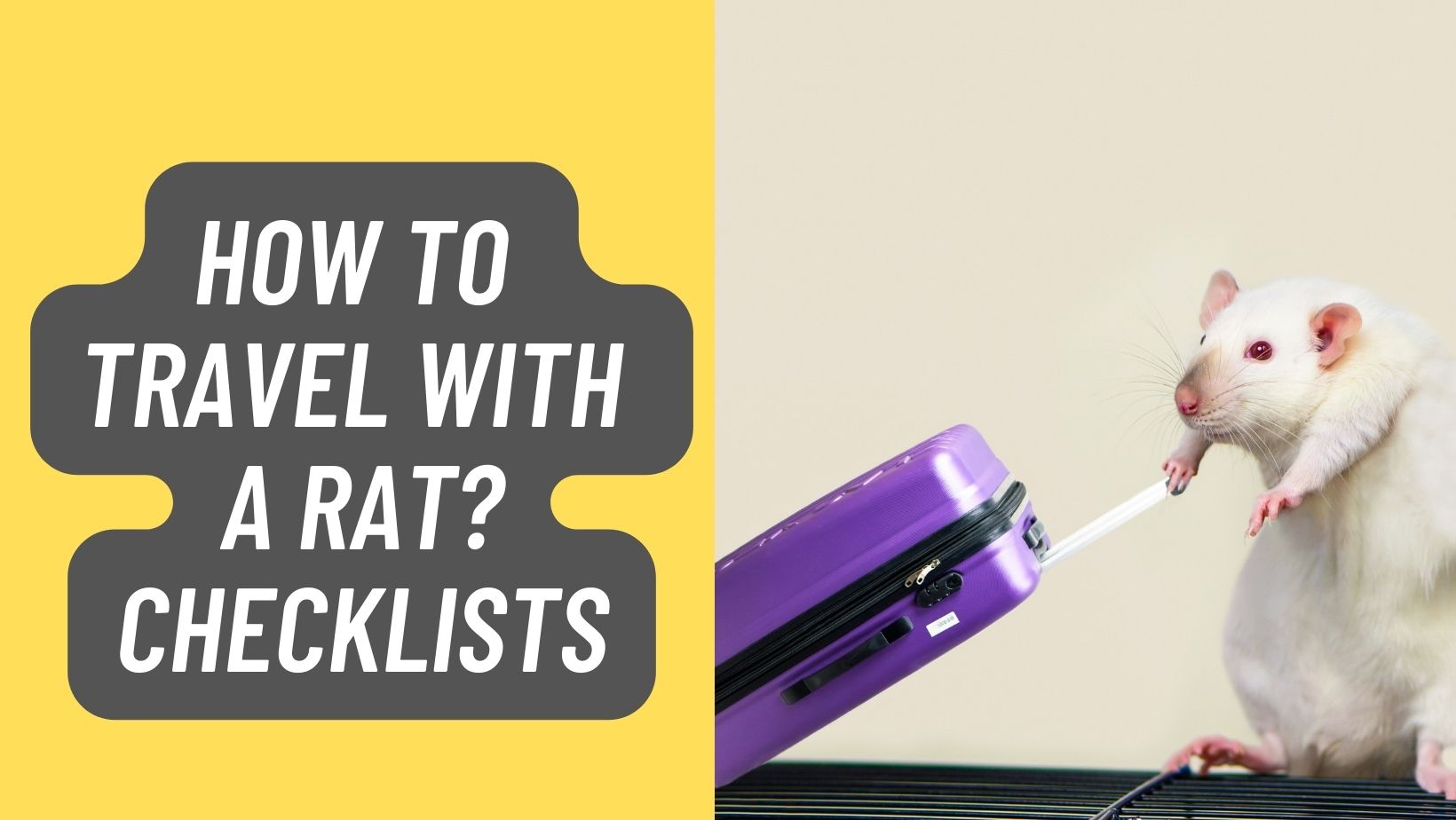How to Travel with a Rat? Checklists