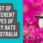 List of Different Types of Fancy Rats in Australia