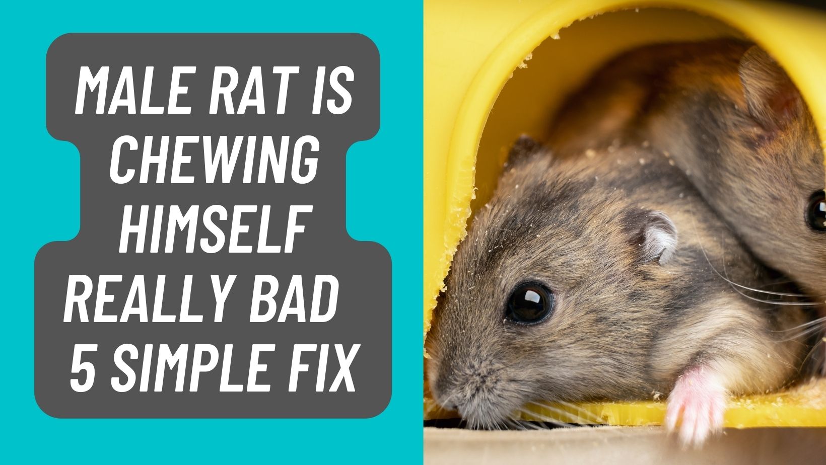 My Male Rat is Chewing himself really Bad – 5 SIMPLE FIX!
