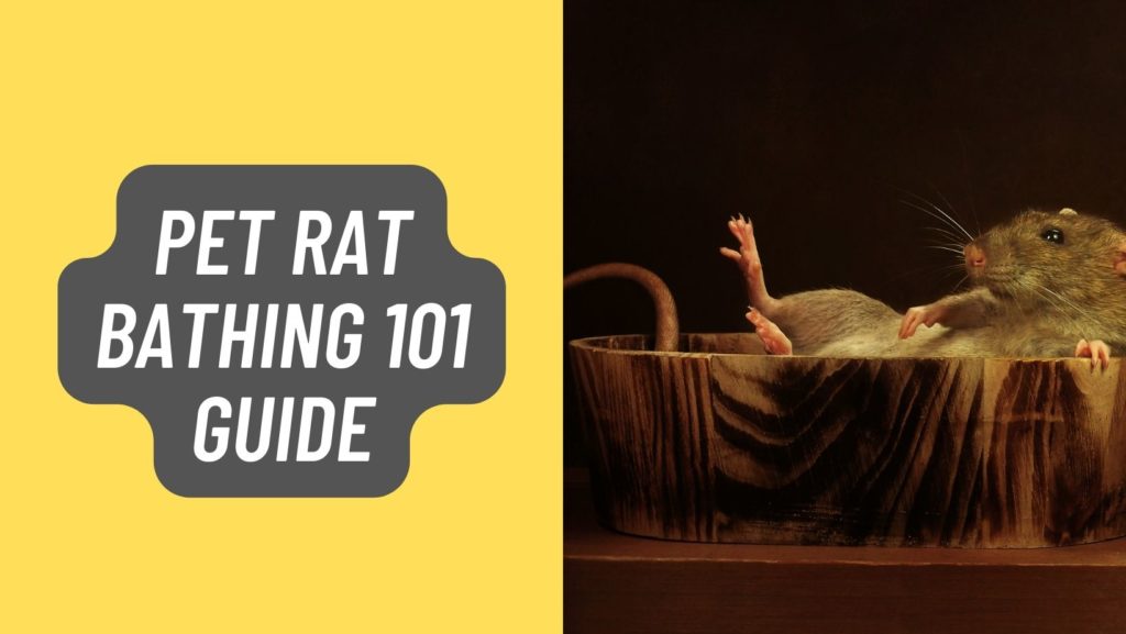 Pet Rat Bathing 101 Guide in 2022