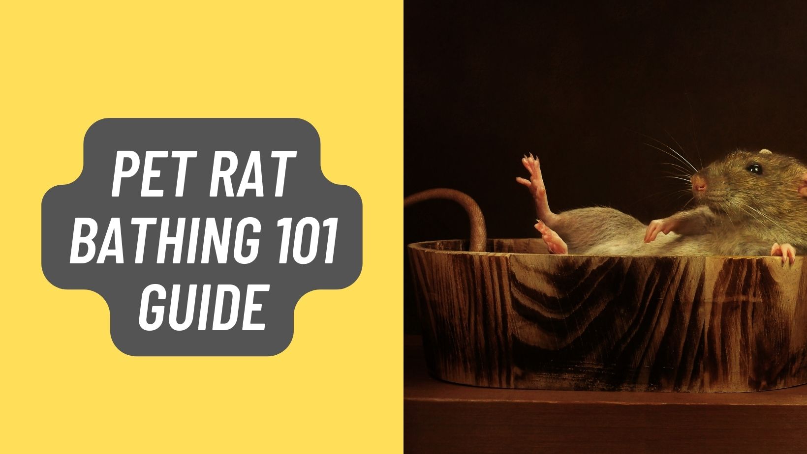 Pet Rat Bathing 101 Guide in 2023