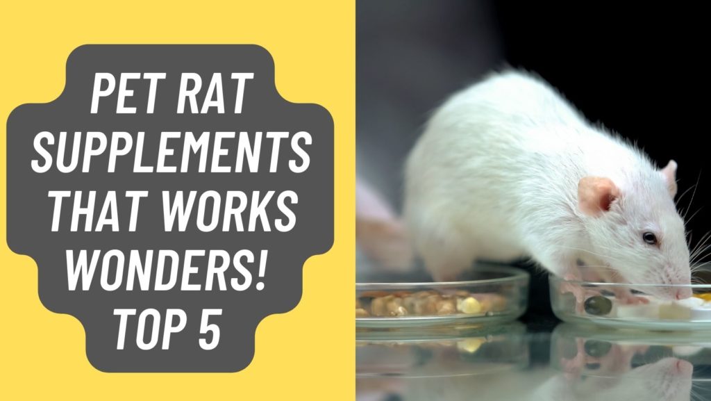 Pet Rat Supplements that works Wonders! Top 5