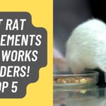 Pet Rat Supplements that works Wonders! Top 5