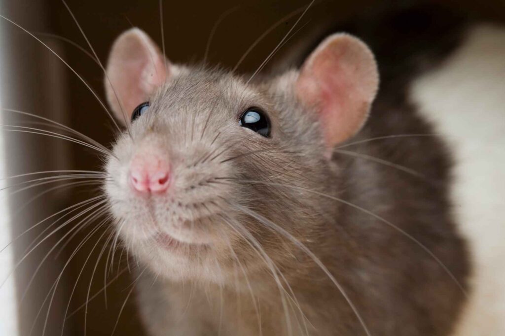 Promoting Good Behavior in Rats