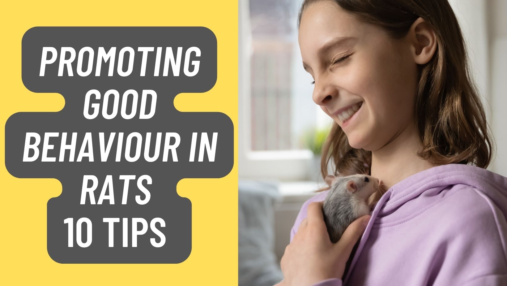 Promoting Good Behaviour in Rats – 10 Tips N Tricks