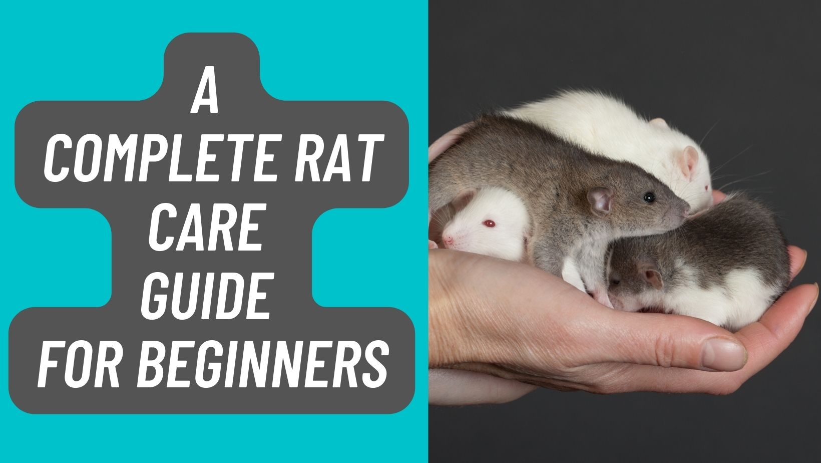 Rat Care Guide for Beginners in 2023