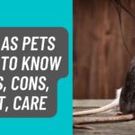 Rats as Pets