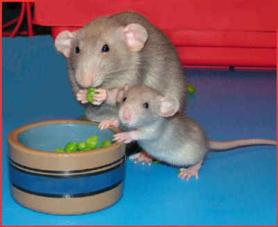 Rats as Pets