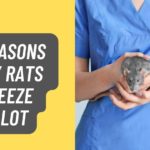 Reasons Why Rats Sneeze a Lot