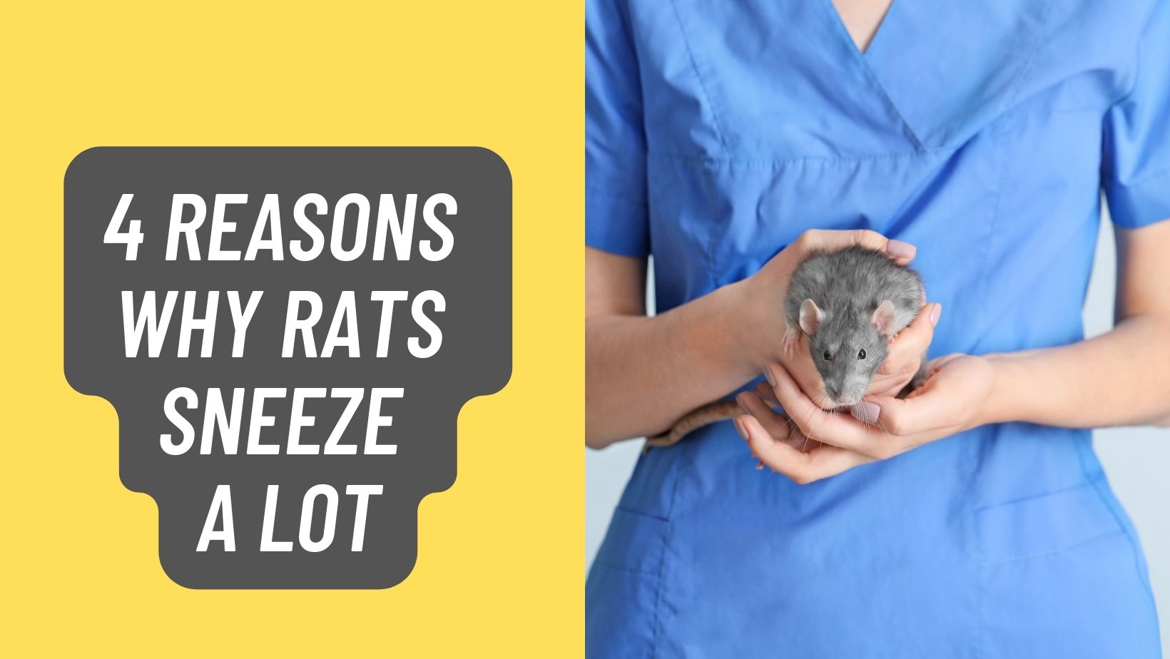 Reasons Why Rats Sneeze a Lot