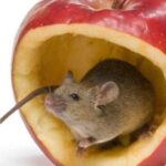 Unsafe Foods for Rats to Eat