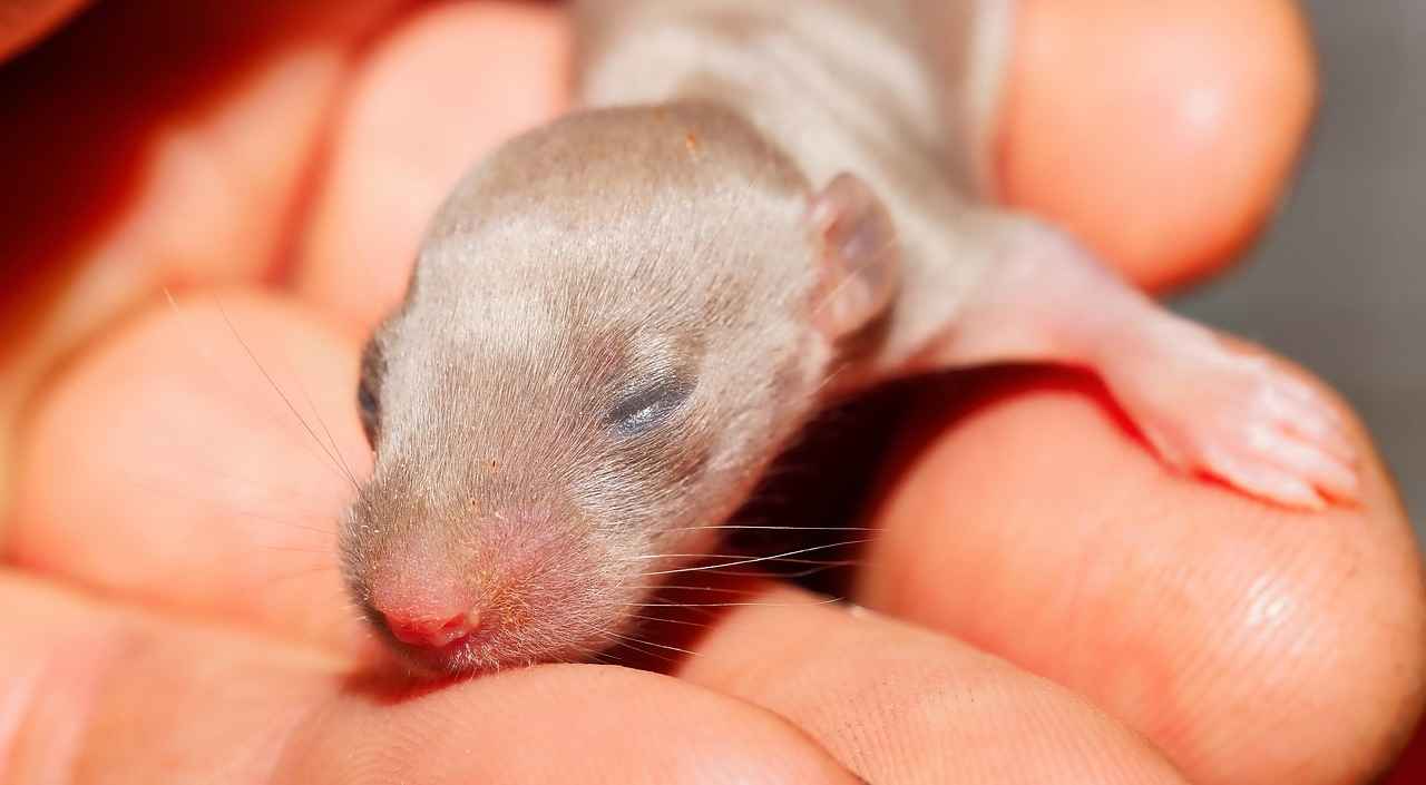 Weaning Baby Rats