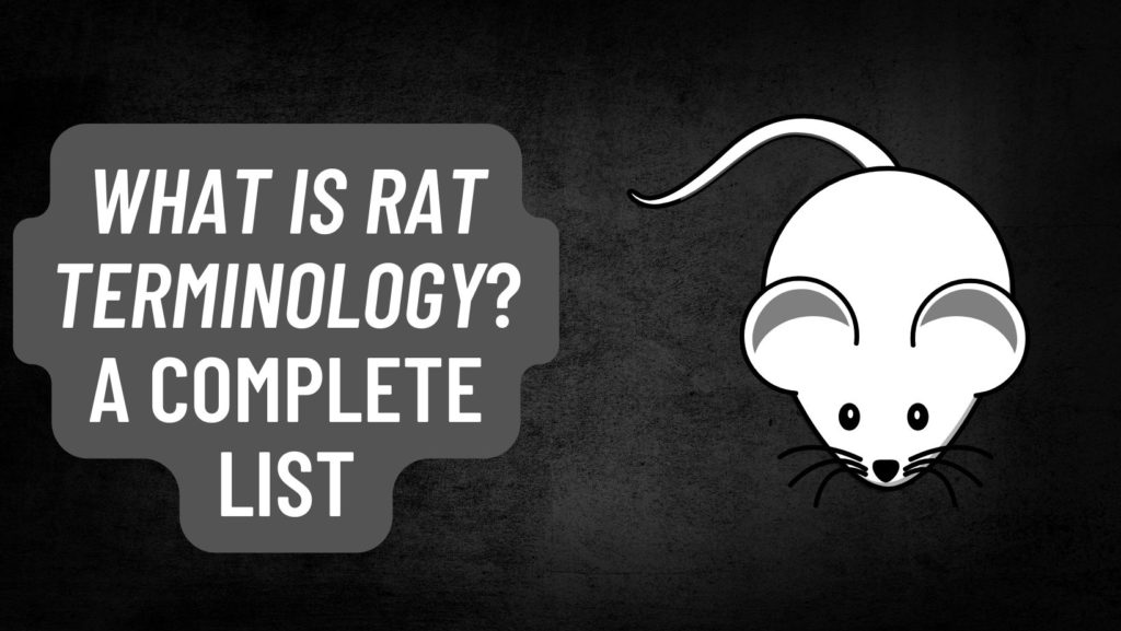 What is Rat Terminology