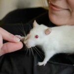 Why Pet Rats Bury Food