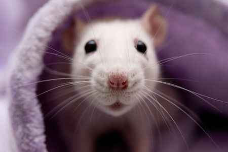 Why Rats Sneeze a Lot