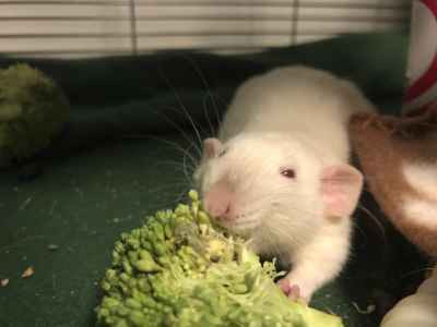 can rats eat broccoli