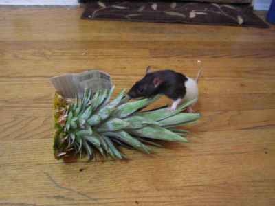 can rats eat pineapple