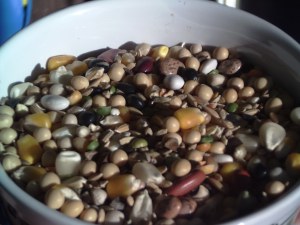 grains and legumes for rats
