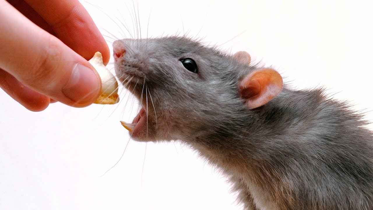 The “Is My Rat Eating?” Check-Up