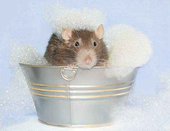 pet rat bath